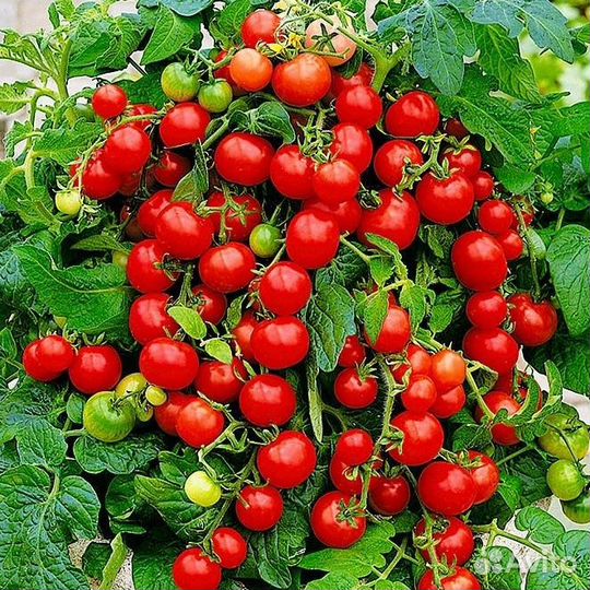 Огородные семена, большой выбор