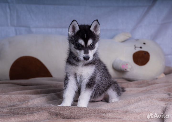 Щенок сибирский хаски из питомника