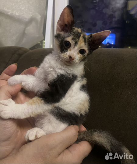 Котята канадского сфинкса
