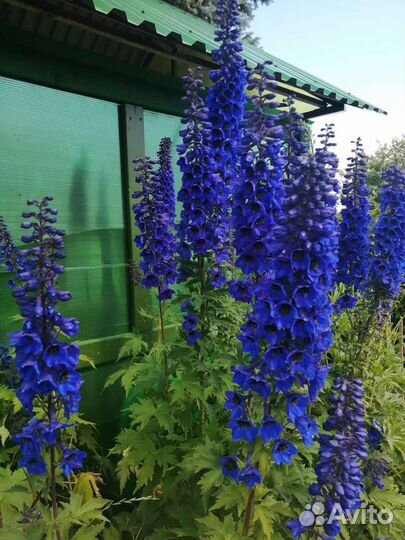 Дельфиниум