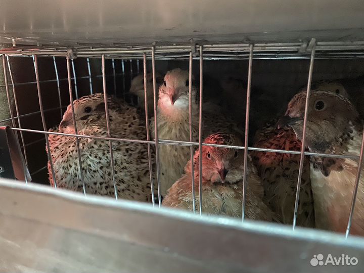 Яйца перепелиные домашние, мясо перепелов и гуся