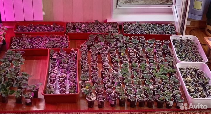 Фиалки детки