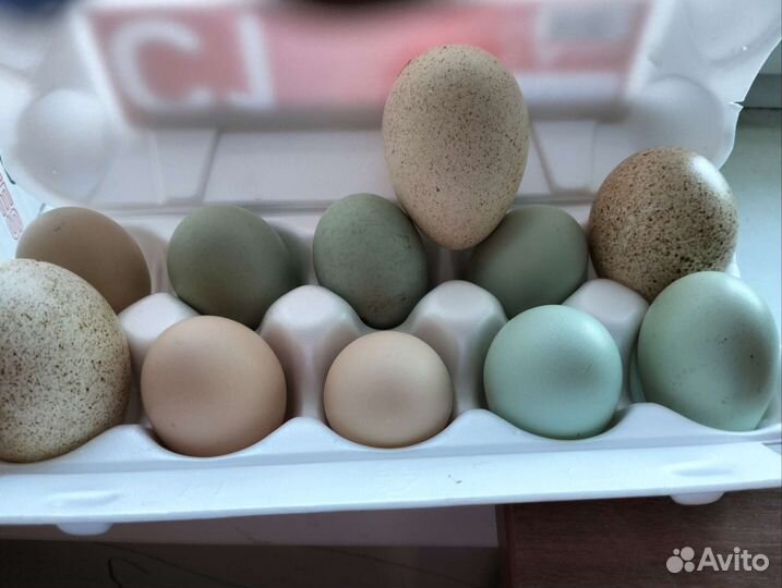 Инкубационное яйцо