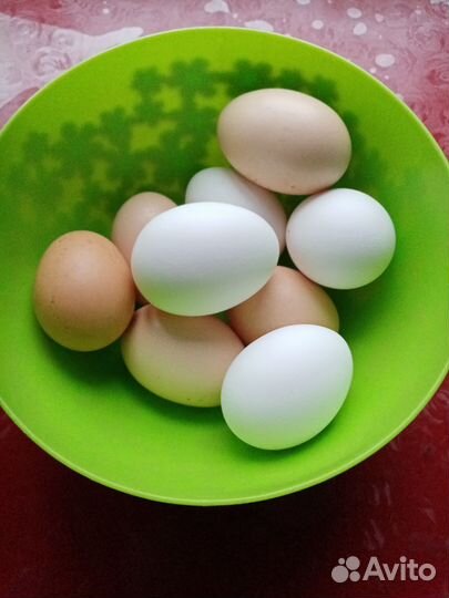 Домашние яйца в наличии
