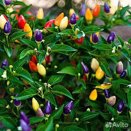 Комнатный перчик