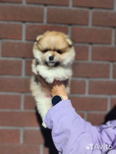 Щенки шпица