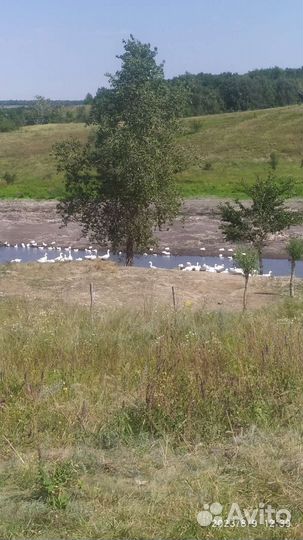 Утка домашняя мясо,домашние куриные яйца,карп рыба