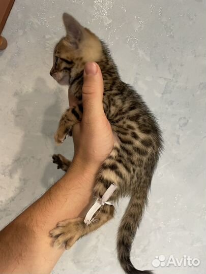 Бенгальские котята