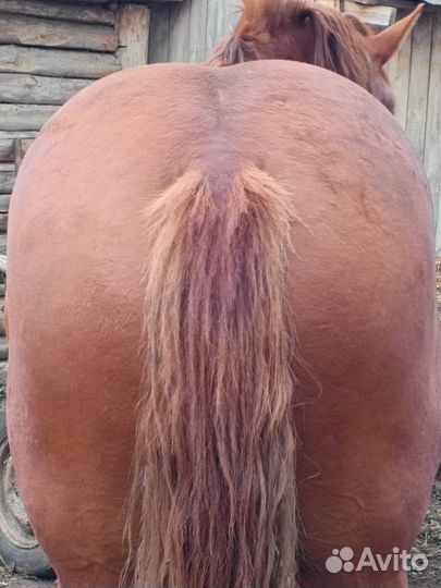 Русский тяжеловоз