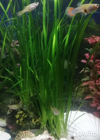 Аквариумное растение