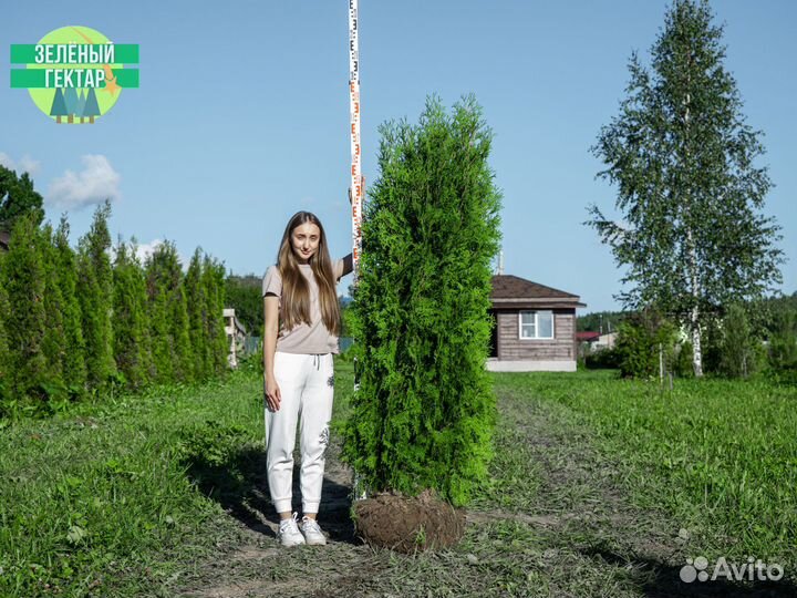 Туи колумна 2 м свежая копка 2023