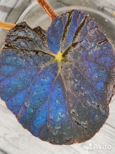 Бегония Begonia Xanthina Hook var Lazuli