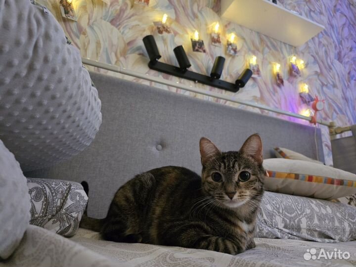 Котенок девочка в семью