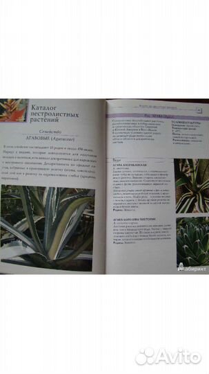 120 лучших пестролистых комнатных растений