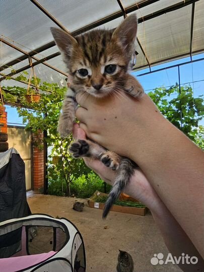 Кошки в добрые руки бесплатно