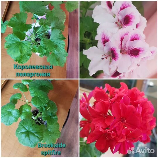 Сортовые пеларгонии