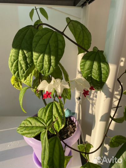 Клеродендрум Томпсон