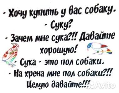 Собака в добрые руки