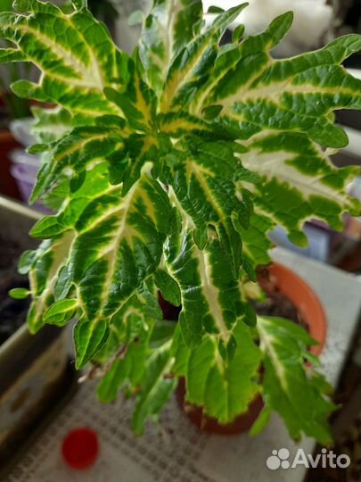 Комнатные цветы