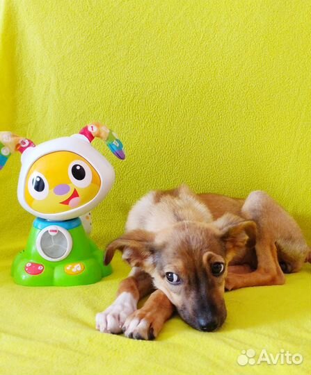 Щенок в добрые руки