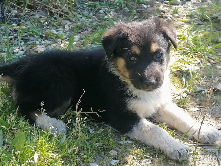 Отдам щенков в добрые руки бесплатно