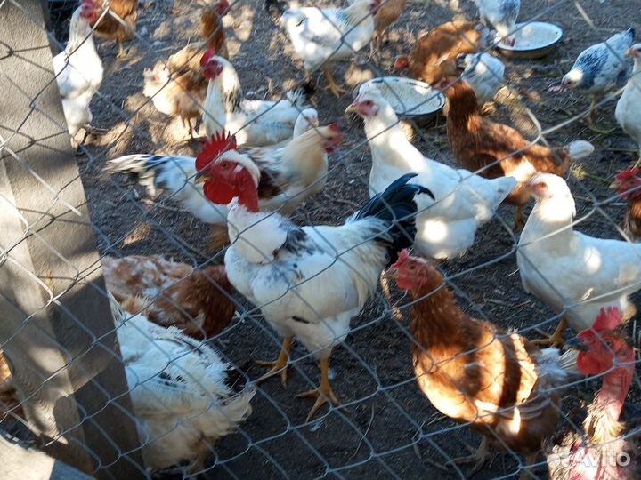 Петушки разных пород