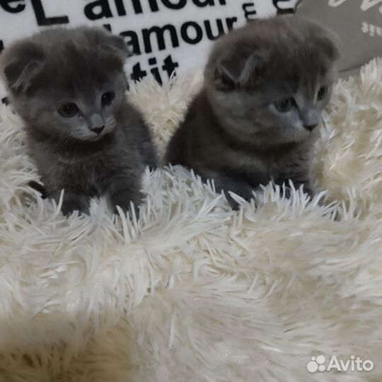 Шотландская вислоухая