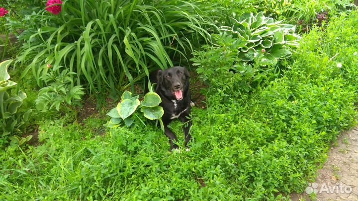 Щенки метисы