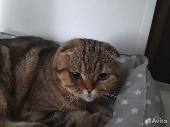 Шотландский вислоухий кот