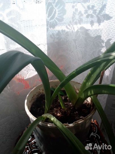 Гиппиаструм