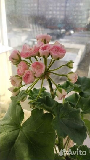 Kvarnlyckans Anna-Jeanette пеларгония