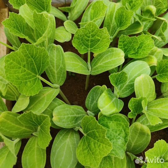 Рассада тыквы лагенарии 