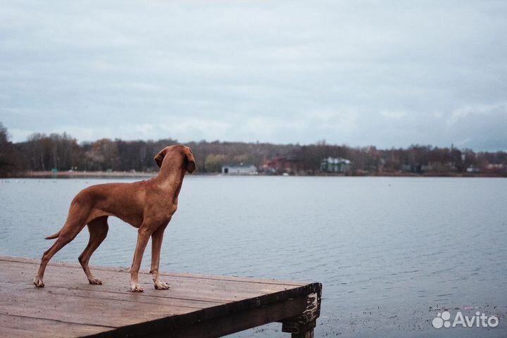 Фотограф-анималист
