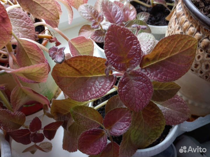 Продам цветы комнатные