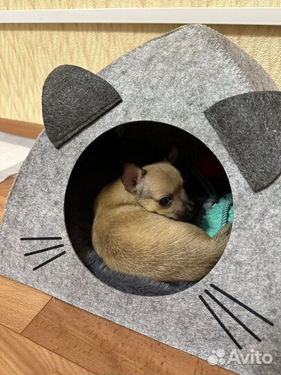 Щенок чихуахуа девочка