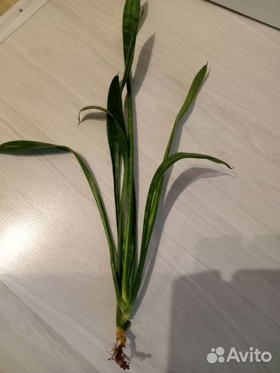 Сансевиерия разные