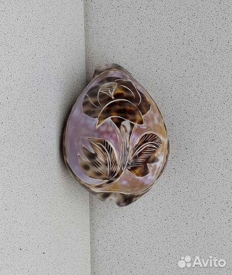 Ципрея роза 9,3 морской сувенир подарок