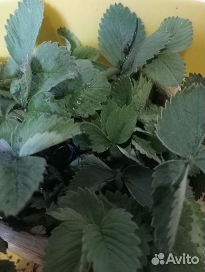 Рассада клубники