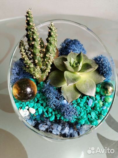 Суккуленты - Флорариум - мох Ягель