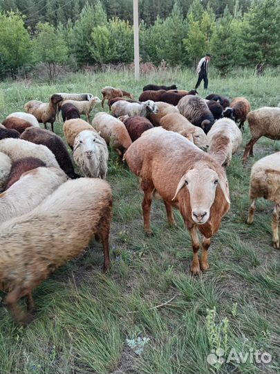 Овцы бараны