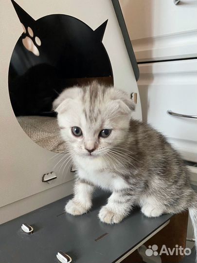 Шотландская вислоухая кошка