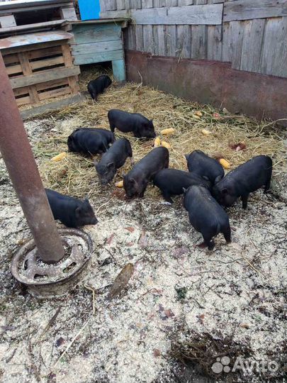 Продаю поросят