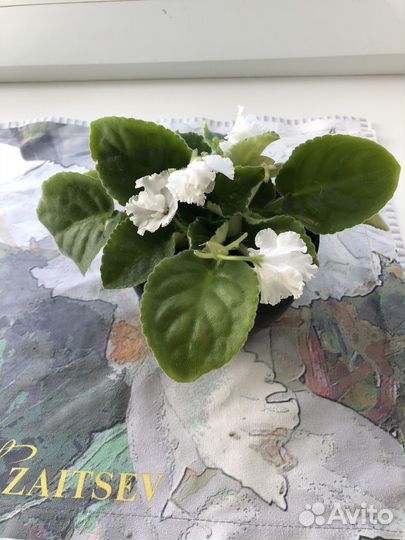 Фиалка лист