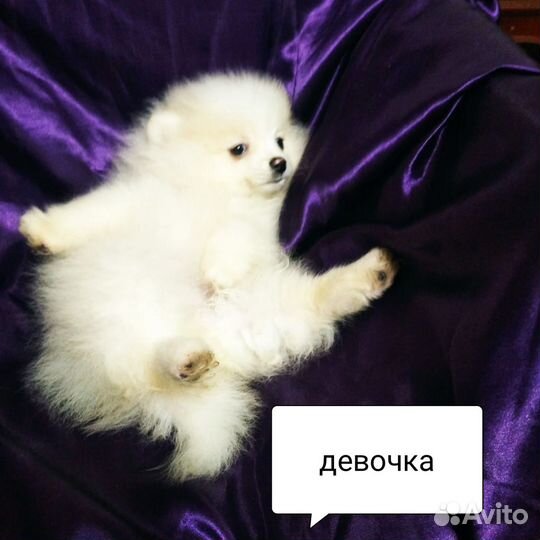 Померанский шпиц мини