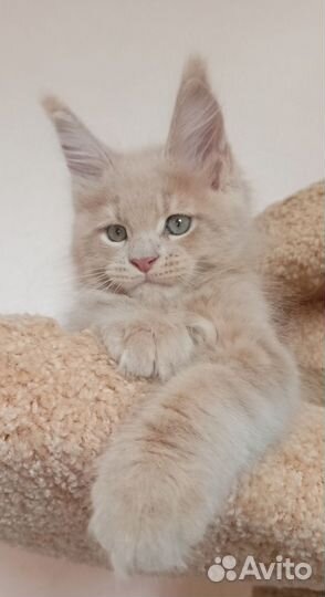 Котята мейн-кун