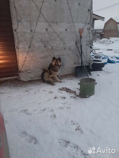В добрые руки