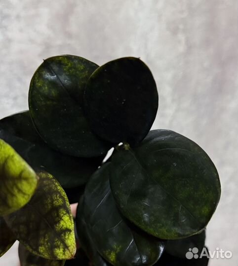 Zamioculcas Emerald Round lеаf