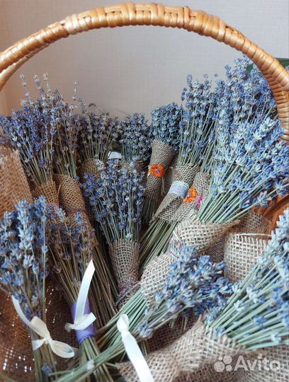 Лаванда сухоцвет