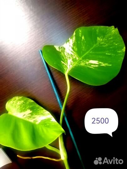 Монстера альба