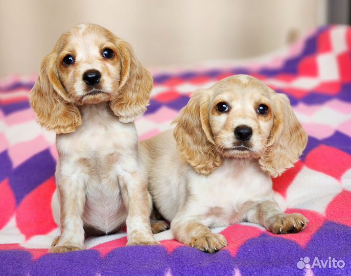 Мальчики и девочки Русского Охотничьего Спаниеля